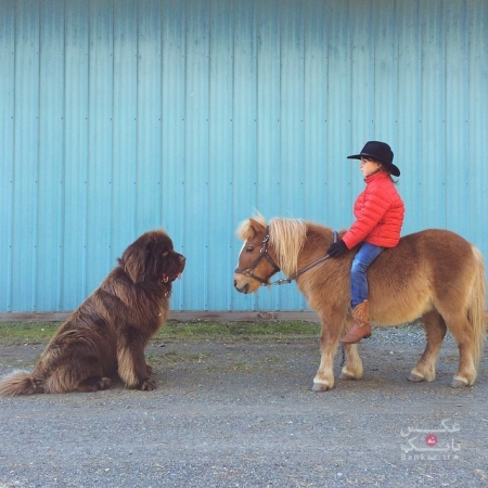مادری دوستی بین پسرش و اسب و سگهای غول پیکرش را با عکاسی به ثبت می رساند