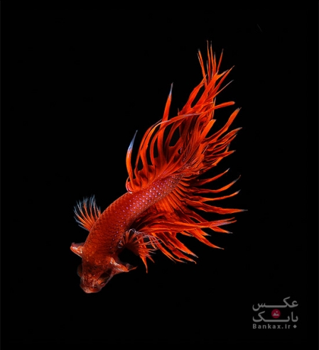 به نمایش کشیدن زیبایی ماهی ها با عکاسی پرتره توسط Visarute Angkatavanich
