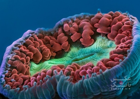 حیات آهسته و ماکرو از مرجان ها