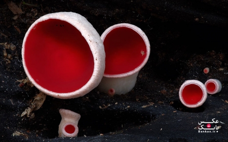 دنیای جادویی قارچ استیو آکسفورد در استرالیا
