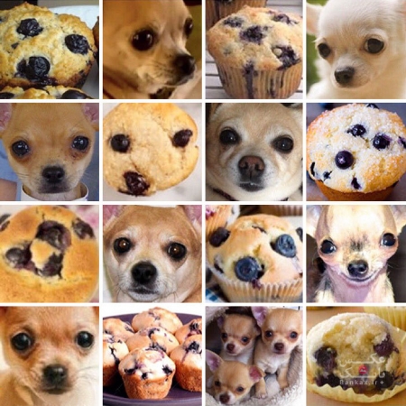 توله سگ و یا نان شیرینی حلقوی؟