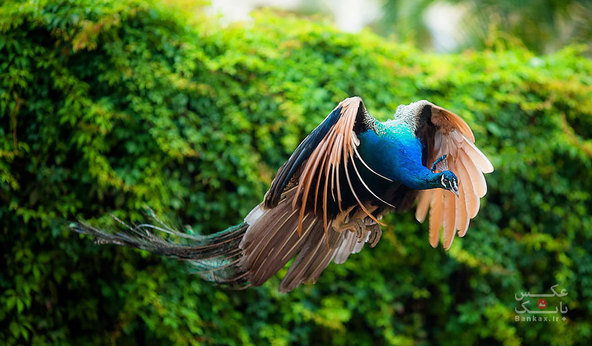 پرواز طاووس/بانک عکس
