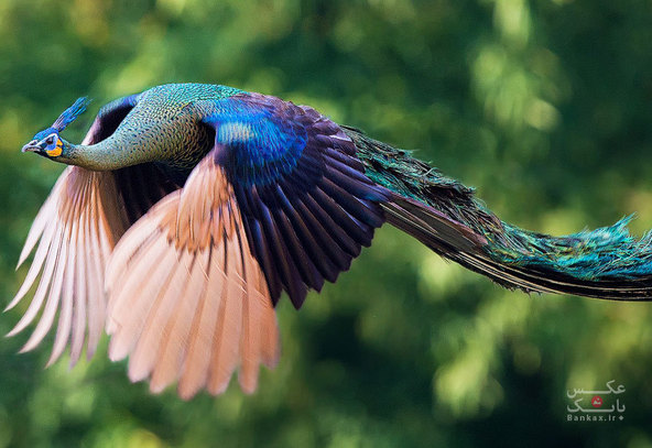 پرواز طاووس/بانک عکس