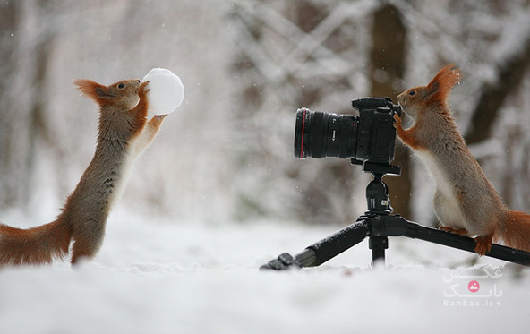 عکسهایی جالب از سنجاب در «روز سنجاب»/بانک عکس