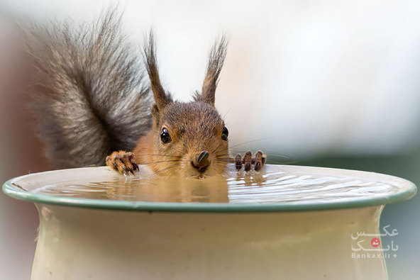 عکسهایی جالب از سنجاب در «روز سنجاب»/بانک عکس