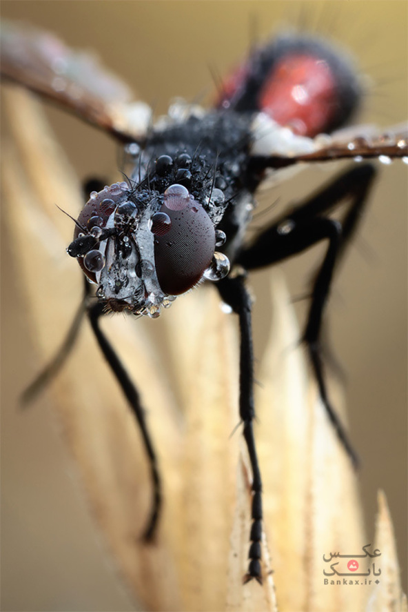 عکس های شگفت انگیز ماکرو از حشرات/بانک عکس